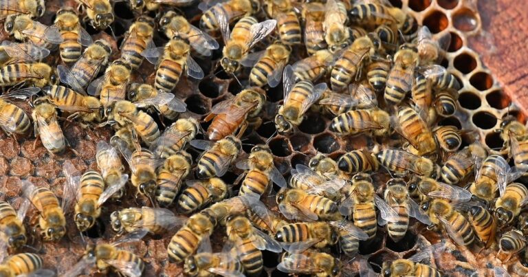 250 million honeybees released in northwestern US after truck accident