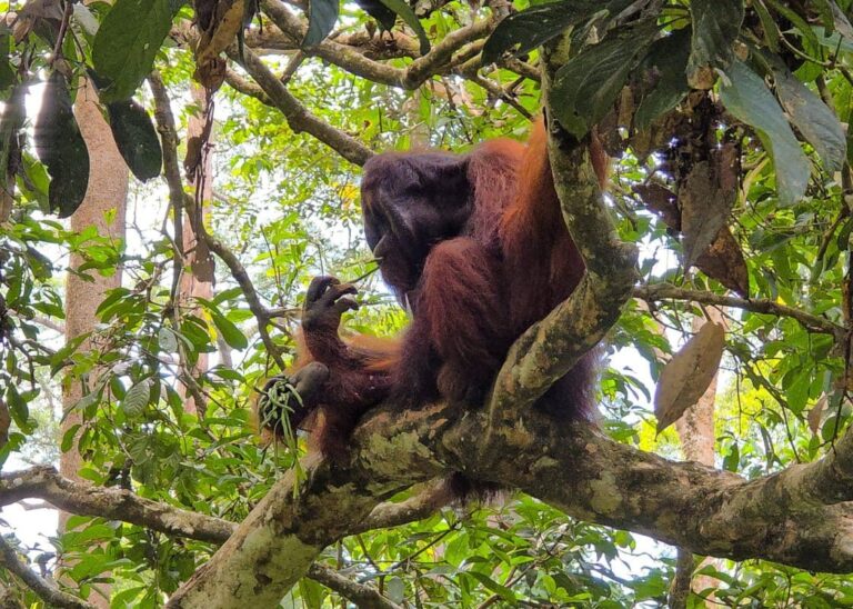 Top Picks in Borneo: Exploring Sabah, Malaysia