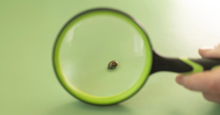 Scientists uncover bed bugs’ ancient connection to human evolution