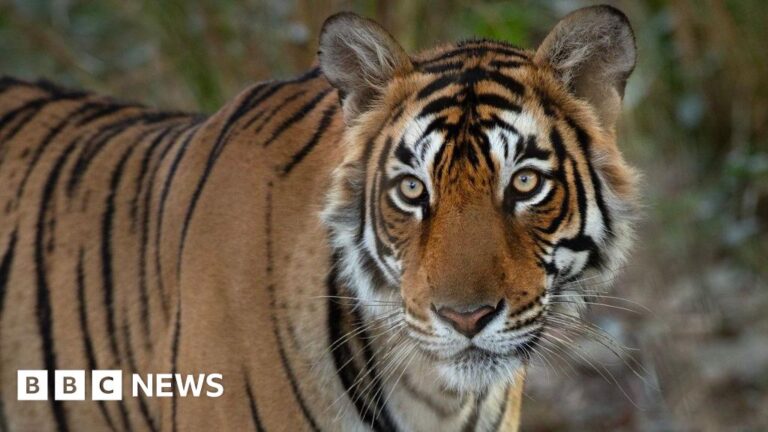Honoring India’s legendary tigress known for hunting crocodiles