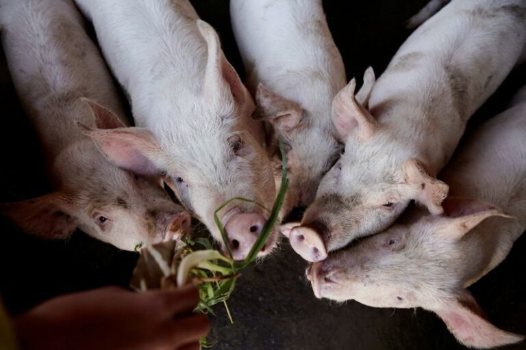 China aims for leaner pigs
