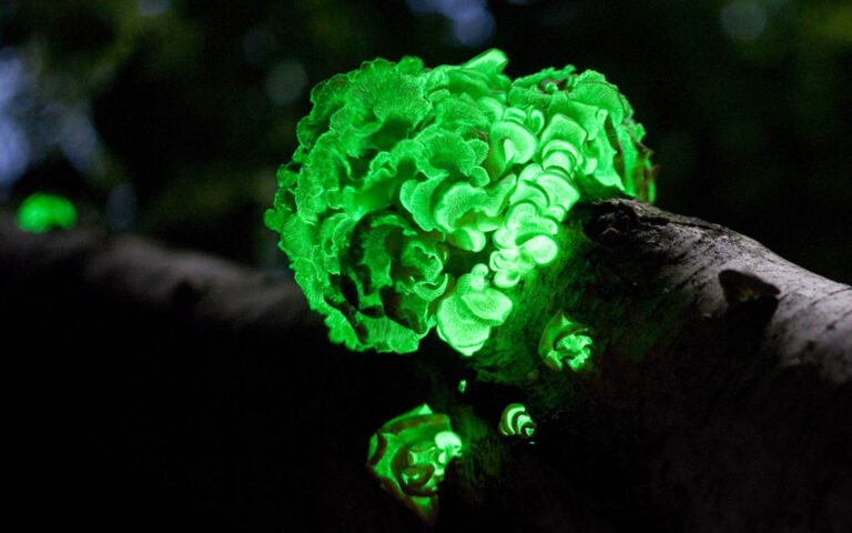 Glowing Wood: Progress Towards Buildings That Illuminate Themselves