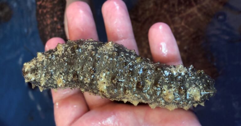 Compound found in sea cucumber may pave the way for new cancer treatment