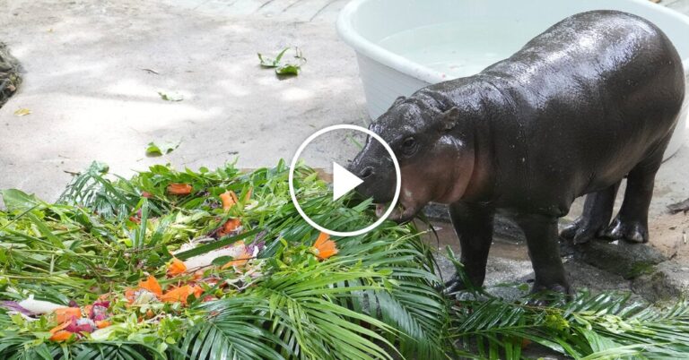 Moo Deng, the Famous Pygmy Hippo, Celebrates First Birthday