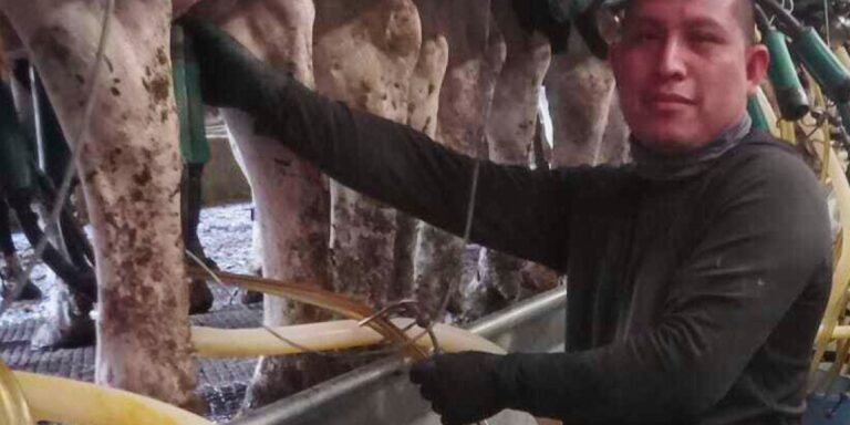 ICE raids targeting migrant workers at Vermont dairy farms cause industry to feel unsettled