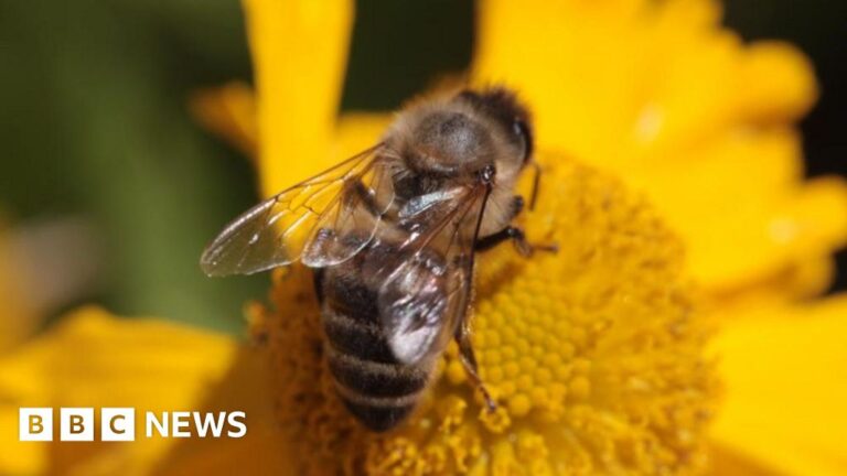 Multiple people injured in Aurillac, France after being attacked by bees