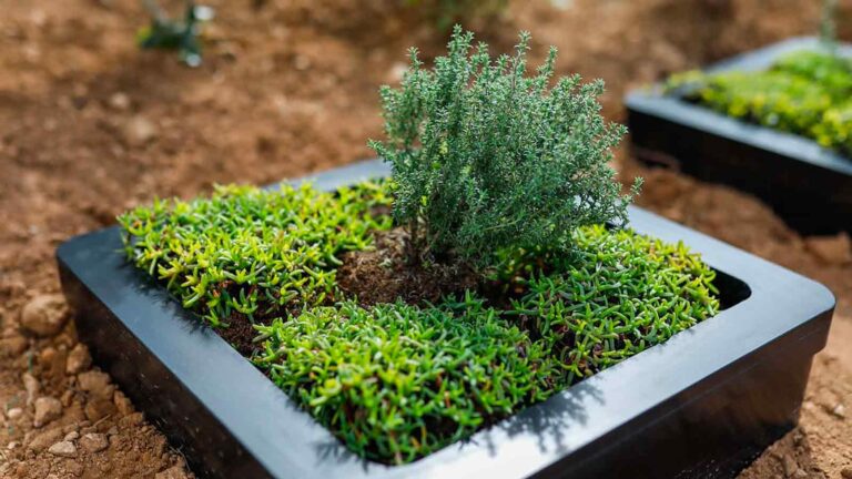 BioBatteries: Harnessing Sustainable Energy from Your Garden