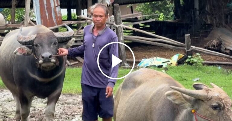 Despite the bombing, a few individuals stay at the Thailand-Cambodia border