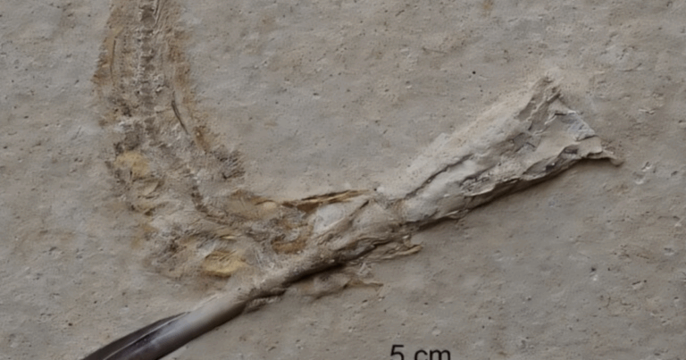 Fossilized Ancient Fish Uncover Earliest Known Instances of Choking