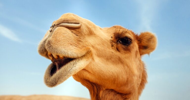 Dust Mite-Induced Asthma Severity May Be Reduced by Camel Milk