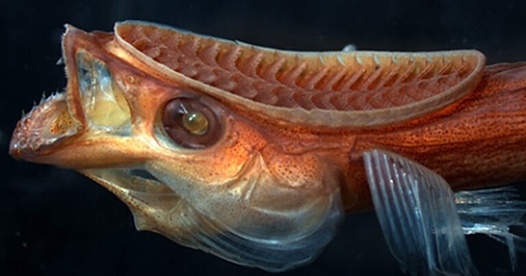 MIT’s device inspired by remora fish replicates their suction capabilities