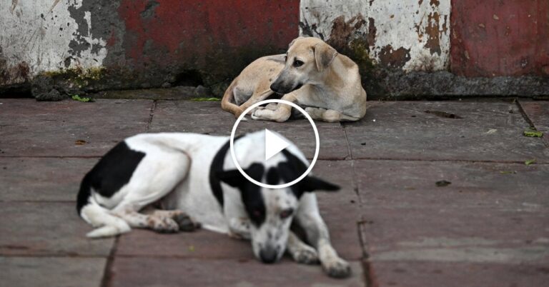 India mandates removal of stray dogs