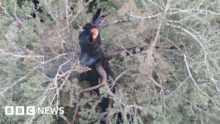 Firefighters in Oregon rush to rescue one of the tallest trees in the world