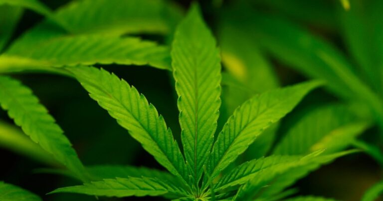 Trump Considering Reclassifying Cannabis as Less Dangerous Drug | Drug News