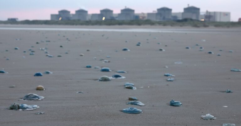 French Nuclear Power Plant Shutdown Due to Jellyfish Swarm | Nuclear Energy Update