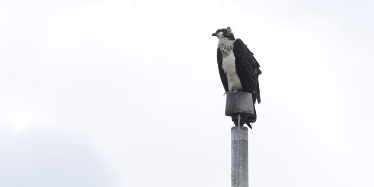 Minnesota high school football team’s season delayed by Osprey nesting in floodlights – This is no ordinary bird