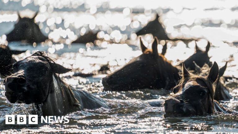 Crowds of thousands gather to witness the 100th annual wild pony swim