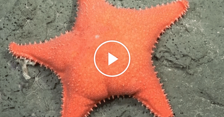 Argentina’s Ocean Livestream Mesmerizes Audience Amid Reductions in Scientific Research Funding