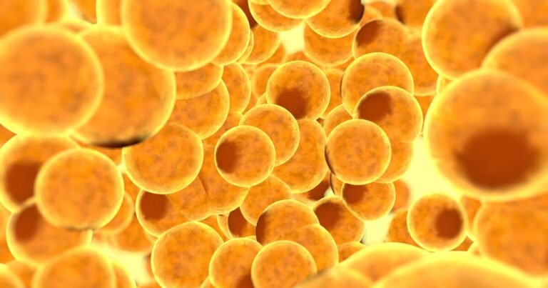 Discovery of New Protein Brings Hope for Obesity Treatment
