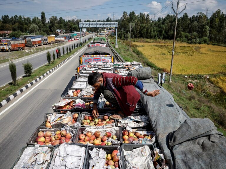 Kashmir Growers Helplessly Watch Apples Rot as Key Highway Blockage Causes Waste | Agriculture News