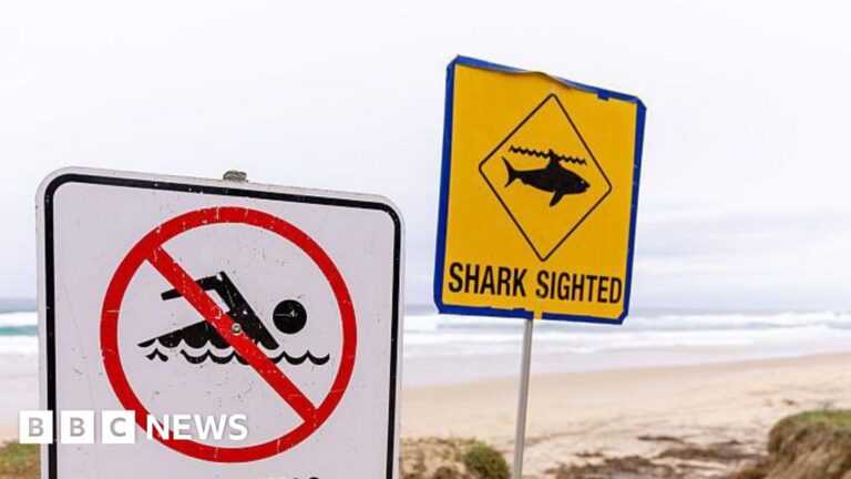 Man killed in suspected shark attack in Sydney
