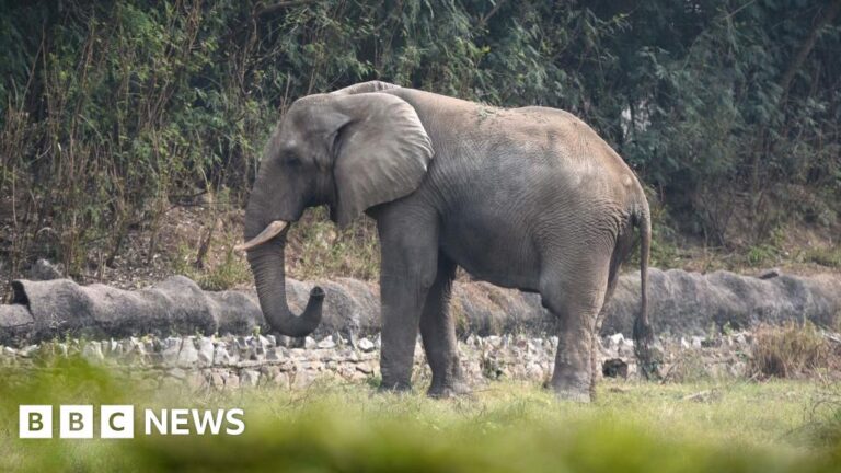 The solitary existence and passing of Delhi’s sole African elephant