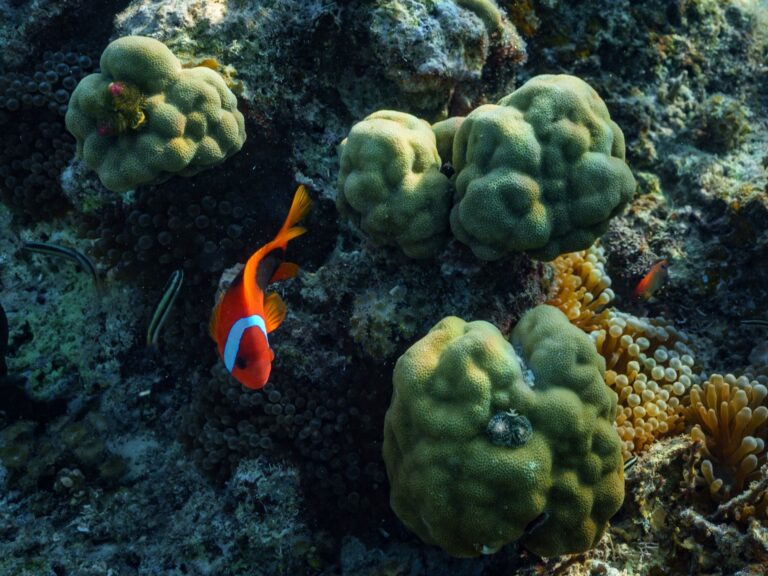 First treaty to protect marine life in high seas set to go into effect in January | Climate Crisis News