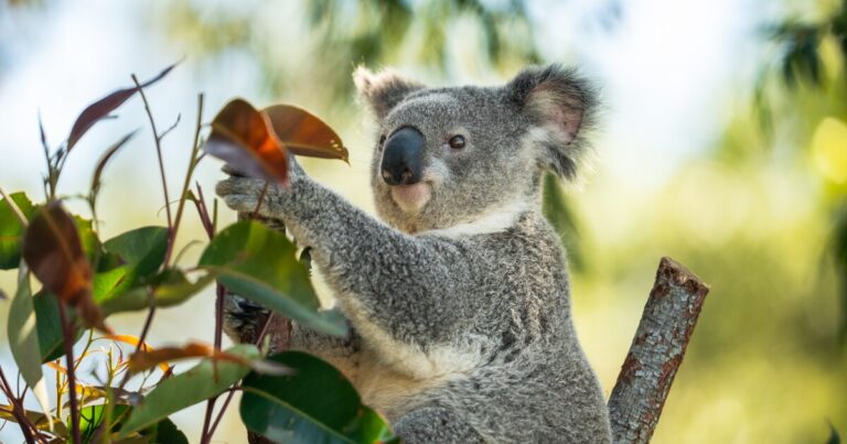 First-ever chlamydia vaccine for koalas approved worldwide