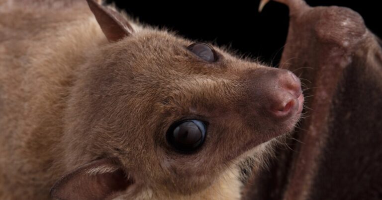 Ig Nobel Prize 2023 Honors Unusual Scientific Research