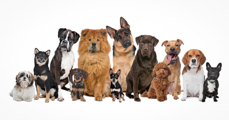 Research Connects Dog Behavior with Breed, Size, and Age