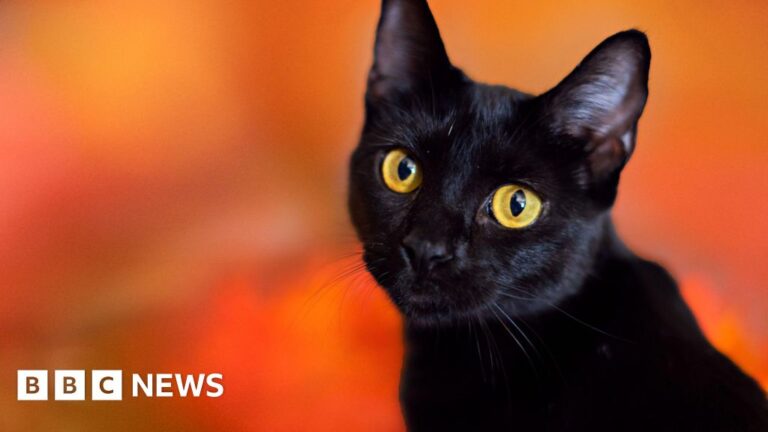 Catalonian town prohibits the adoption of black cats during Halloween