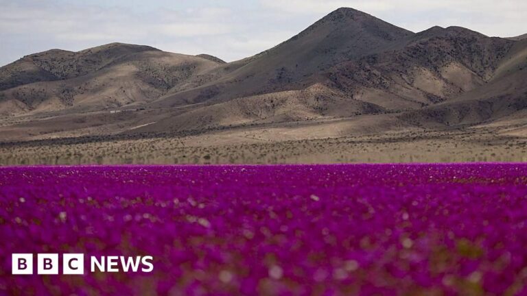 Atacama Desert in Chile Covered in Rare Wildflowers during Spectacular Bloom