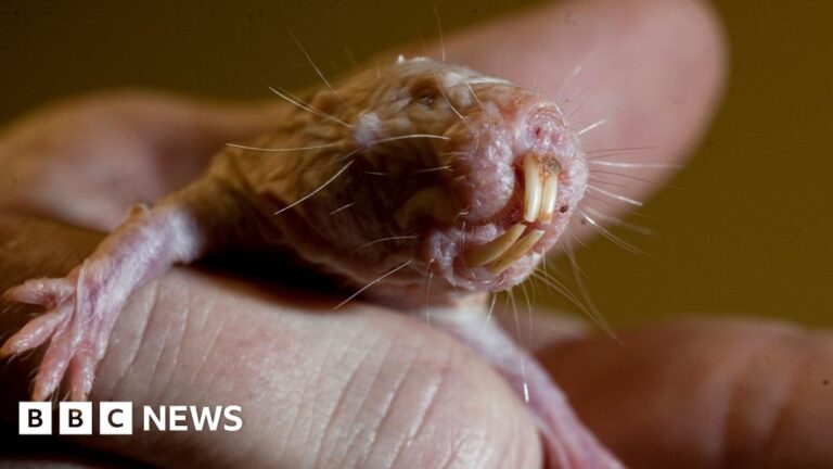 Genetic secret to long life uncovered by naked mole rats