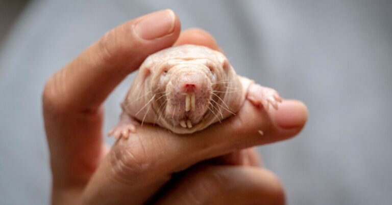 Unraveling Human Anti-Aging Potential through Naked Mole-Rat DNA Repair