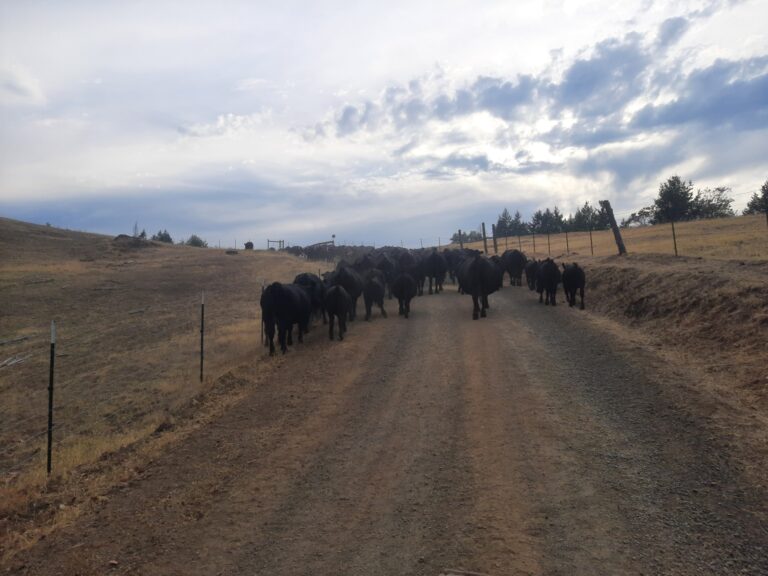 Trump’s beef policies leave US ranchers reeling | Business and Economy News