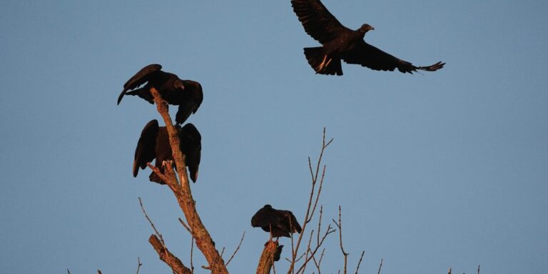 Protected vulture poses increasing danger to cattle as it moves north due to climate change