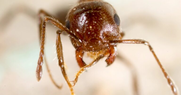 How Worker Ants are Manipulated by Parasitic Ants to Kill Their Queen