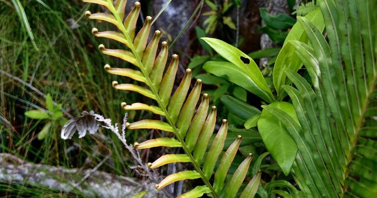 A Common Fern Offers a Green Solution for Rare Earth Elements.