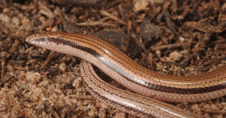 Armless Burrowing Lizard Species Discovered in Australia