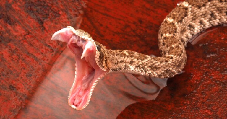 Research Reveals Intricate Tactics Used by Venomous Snakes during Strikes
