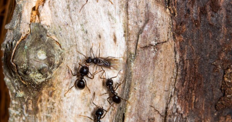 Ants Utilize Nest Design for Disease Control and Social Distancing
