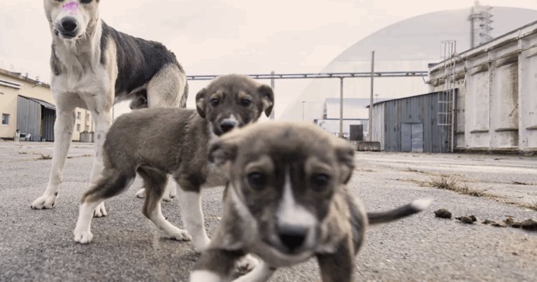 The ‘Blue Dogs’ of Chernobyl Uncover a More Mysterious and Diverse World than Expected