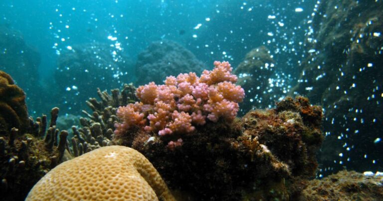 What Volcanic Bubbles Reveal About the Future of Coral Reefs