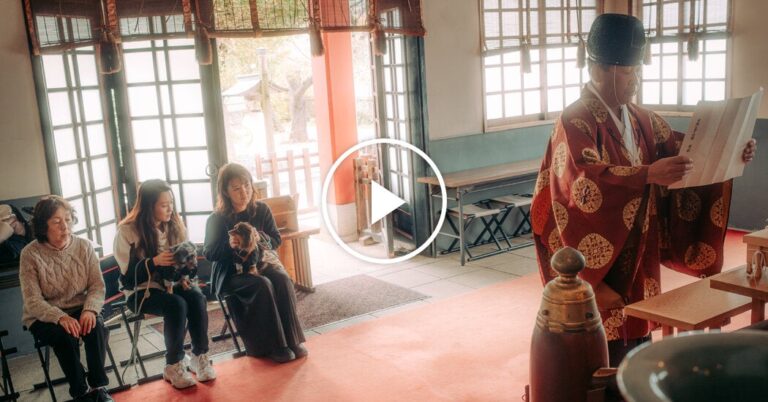 Dogs in traditional Japanese kimonos receive blessings on Japanese holiday