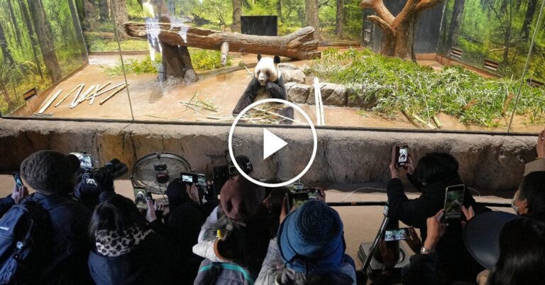 Tokyo Fans Bid Farewell to Beloved Twin Pandas Before Their Departure to China