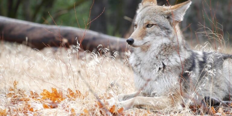 The Reasons Why Coyotes Won’t Replace Wolves: A Look at Their Impact on Moose and Beaver Populations