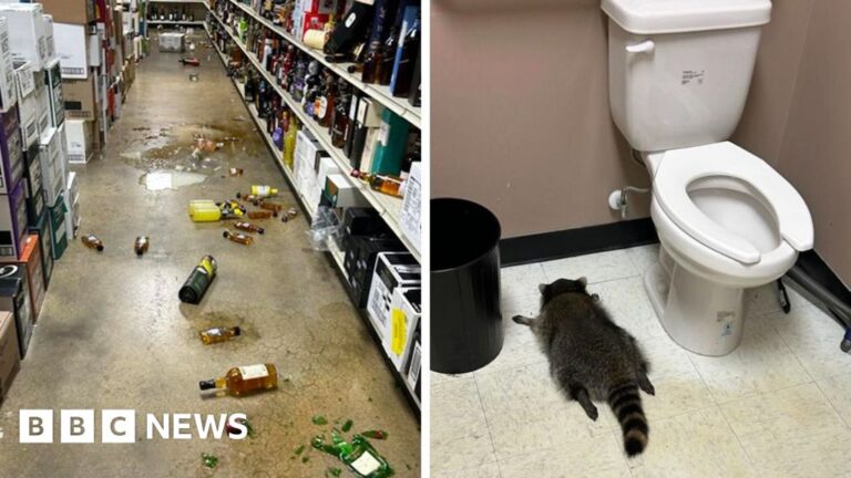 Intoxicated raccoon discovered unconscious on liquor store premises following break-in