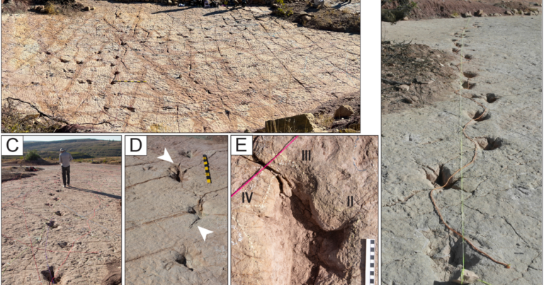 Bolivia Discovers Dinosaur Highway with 16,000 Footprints
