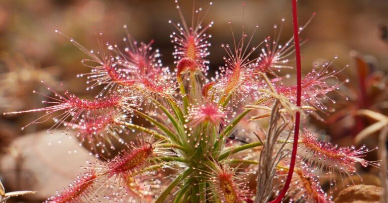 Uncommon meat-eating plant found near Perth, Australia