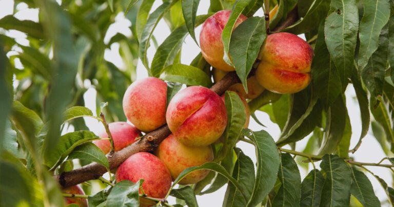 Determine fruit maturity using leaf scans instead of fruit samples